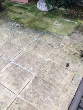Pavimento in pietra degradato da uno spesso strato di muschi e licheni Pavimento in pietra degradato da uno spesso strato di muschi e licheni