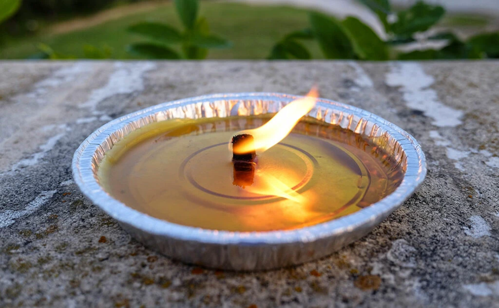 Qué hacer cuando la citronela cae al suelo