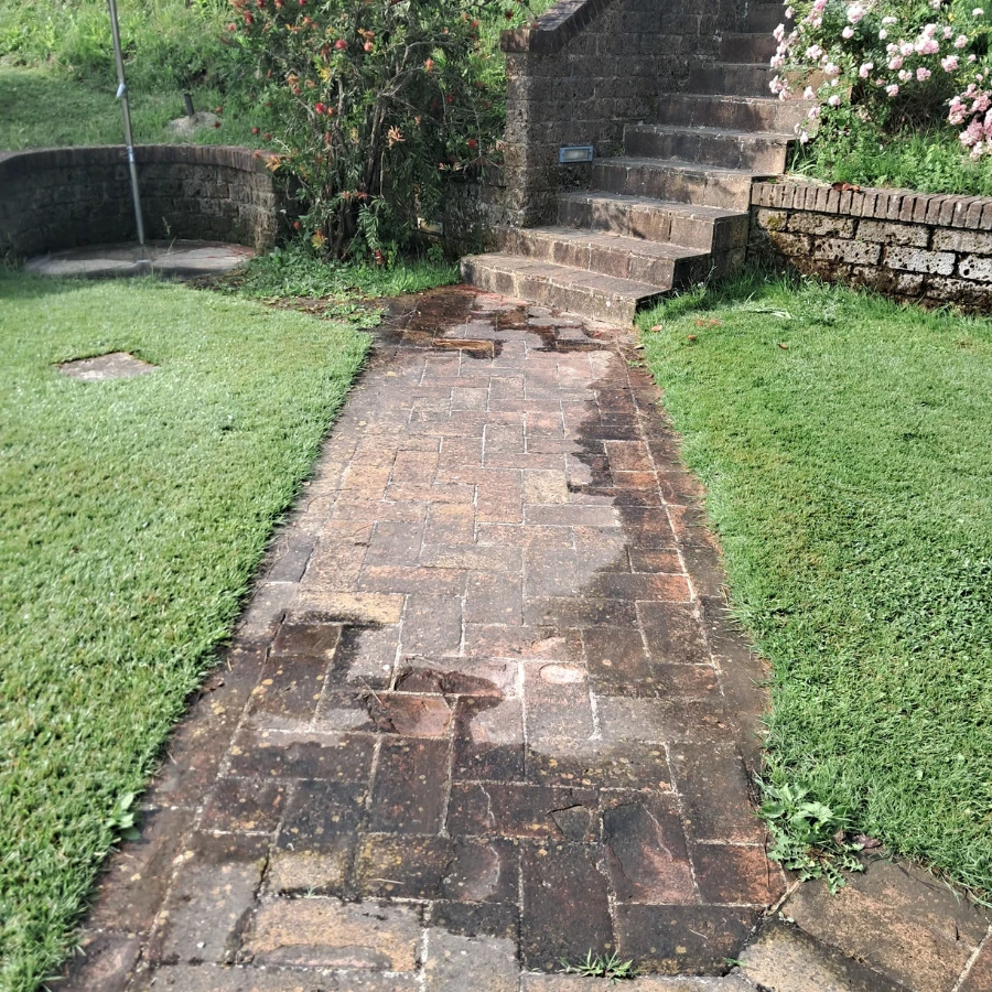 cómo eliminar moho y líquenes